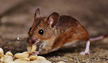 24 Hour & Emergency Exterminators in Martinsburg, PA